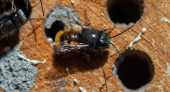 Gehörnte Mauerbiene