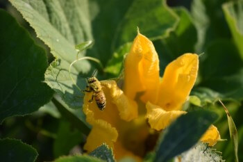 Wollbiene mit Pollen